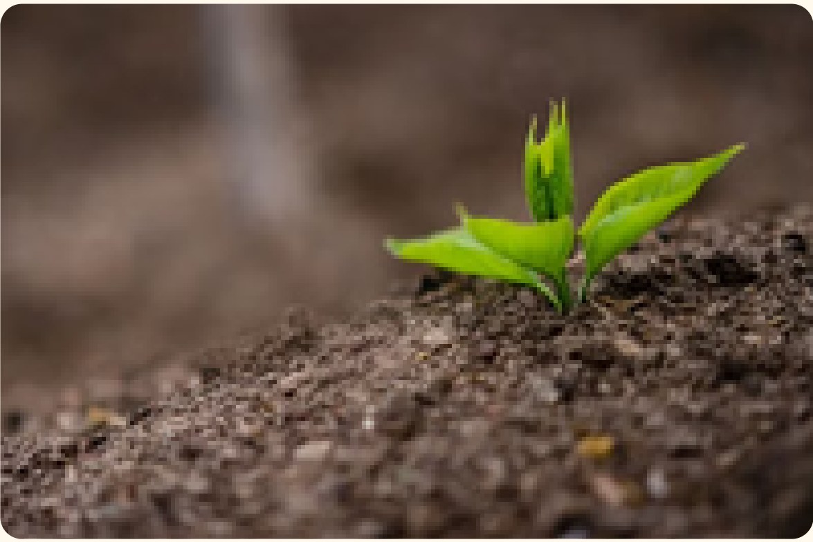 A seedling growing from rich soil